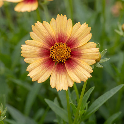 Sunset Burst Solanna Coreopsis