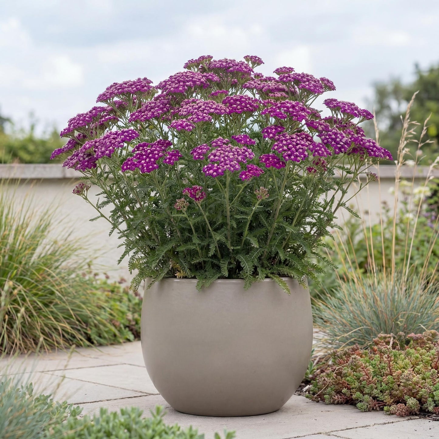 New Vintage Violet Yarrow