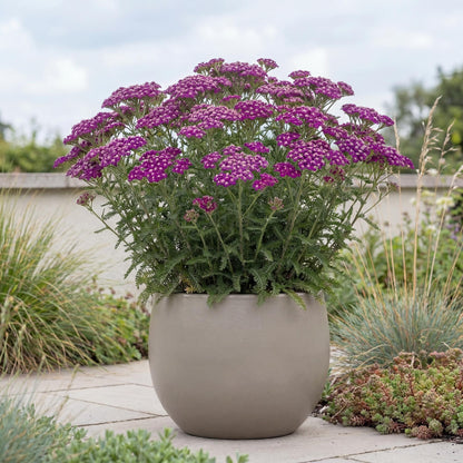 New Vintage Violet Yarrow