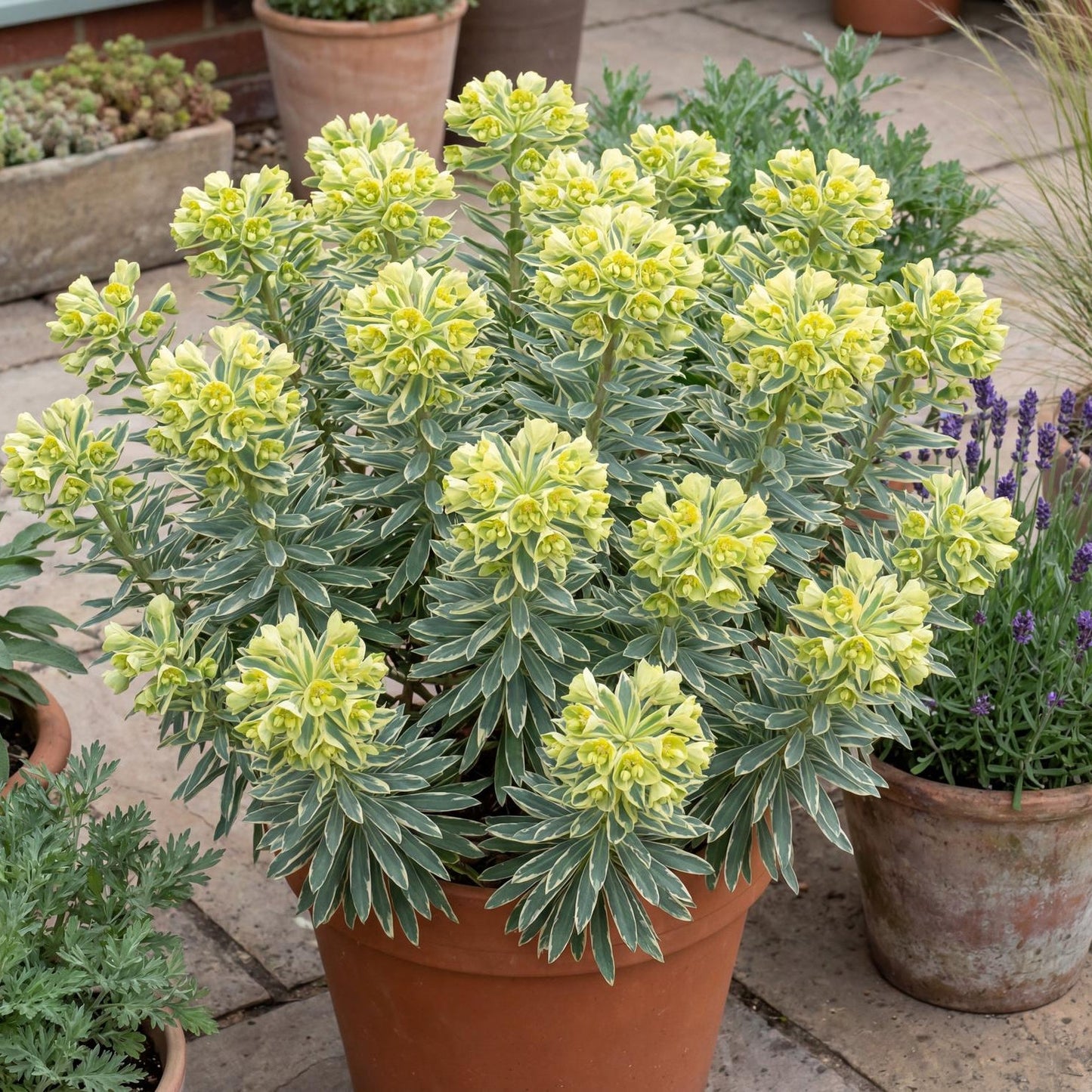 Tasmanian Tiger Spurge