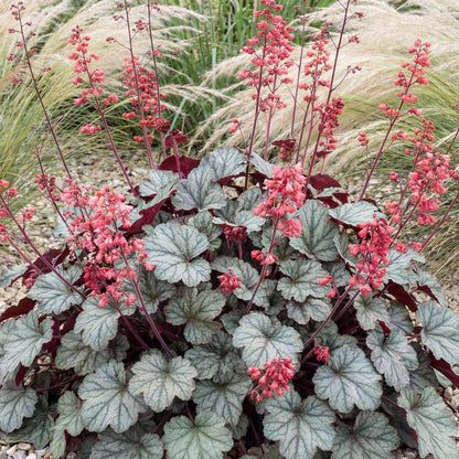 Paris Heuchera