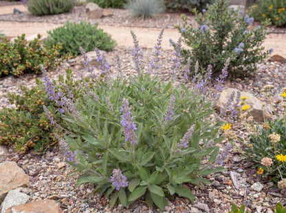 Mrs. Beard California Sage