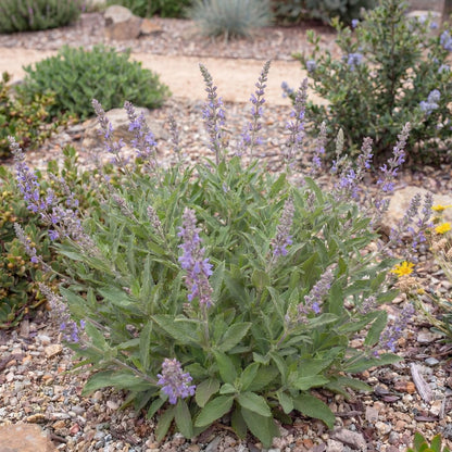 Mrs. Beard California Sage