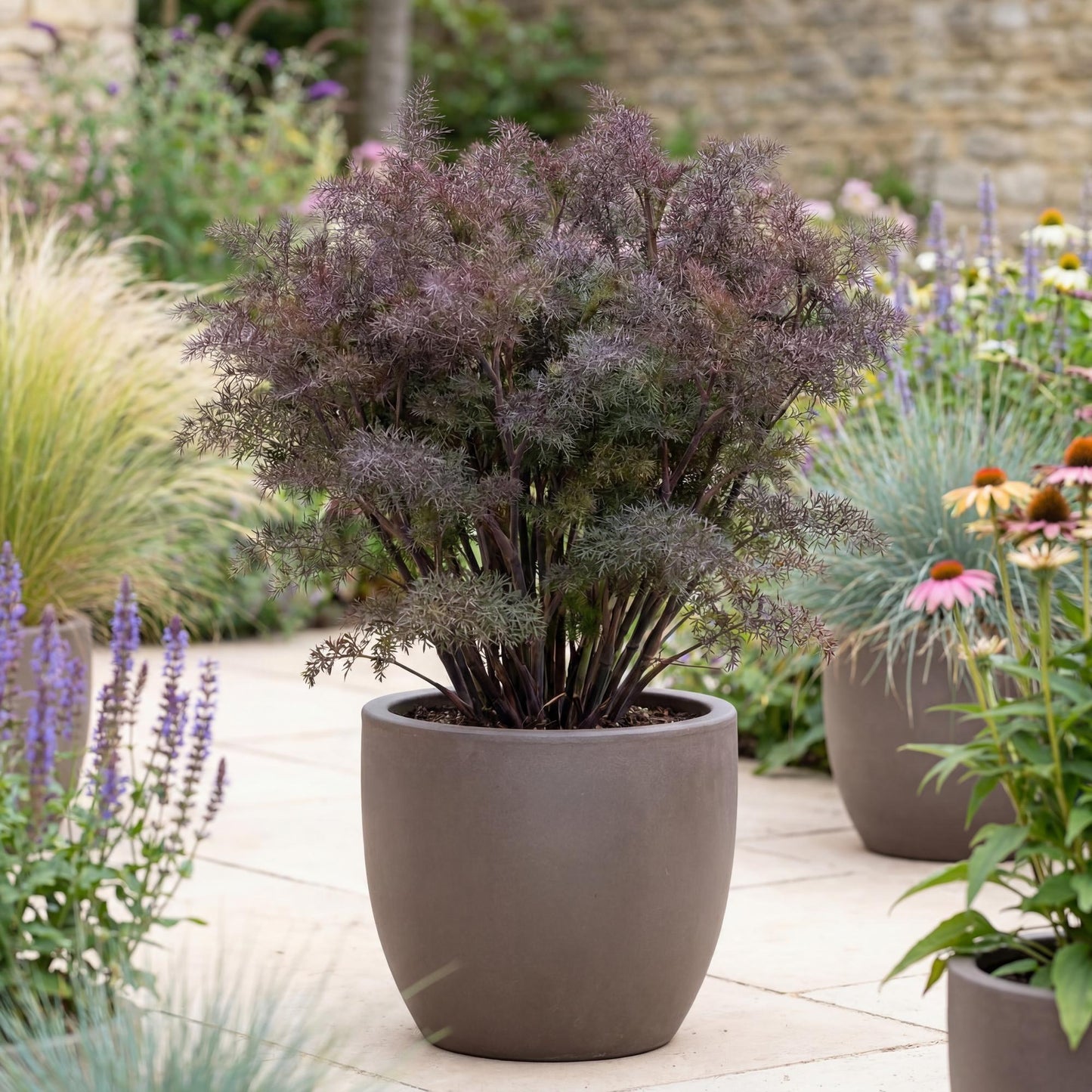 Bronze Fennel