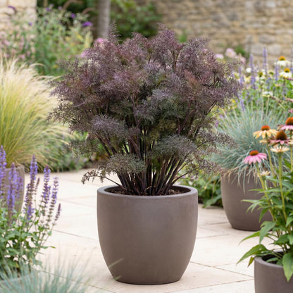 Bronze Fennel