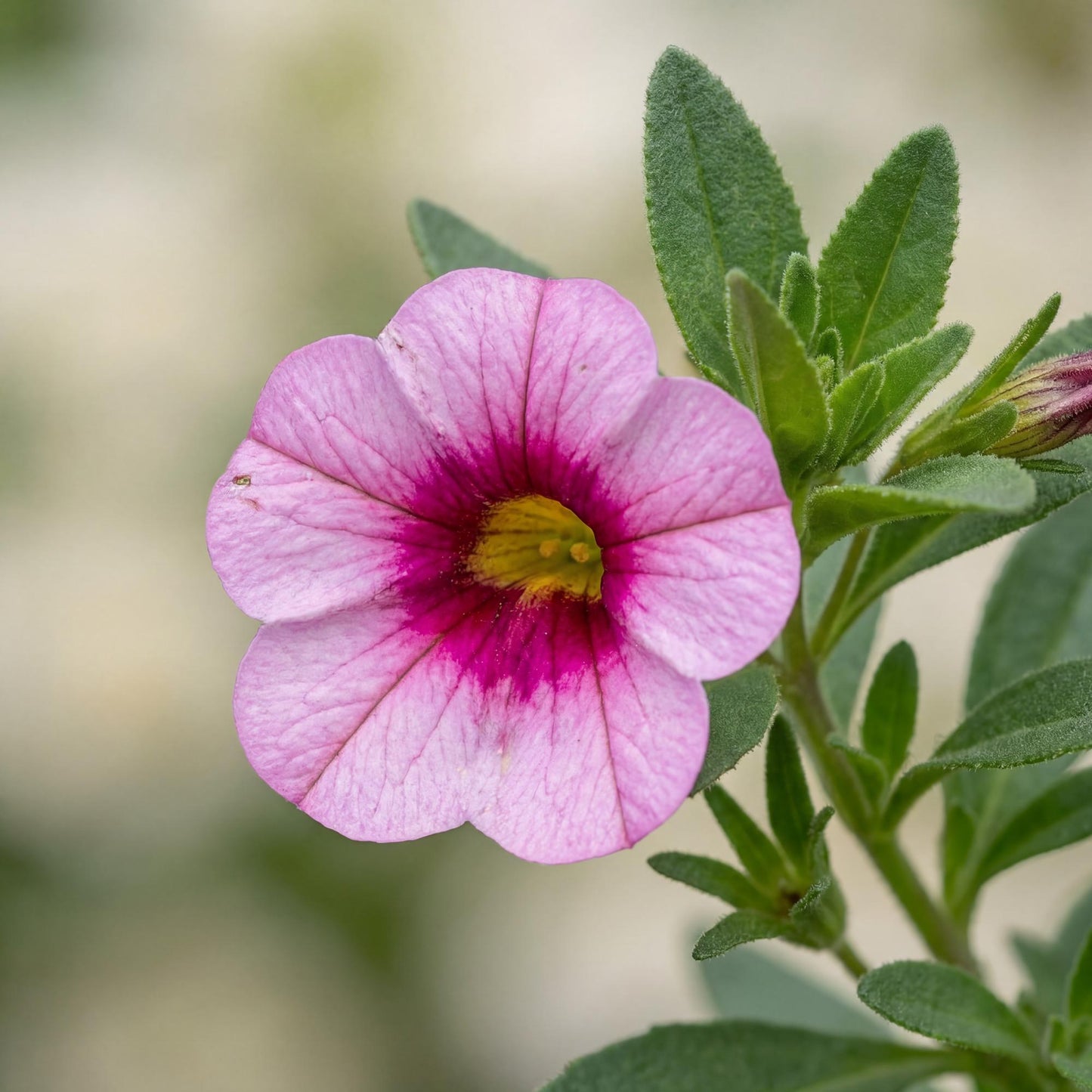 Light Pink Eye MiniFamous Neo Calibrachoa