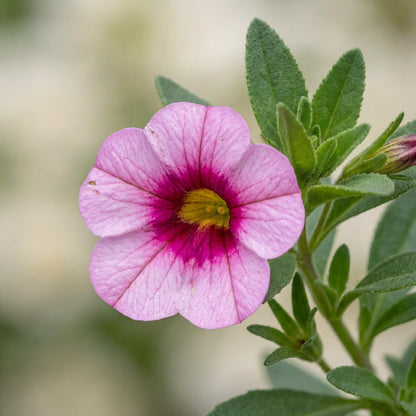 Light Pink Eye MiniFamous Neo Calibrachoa