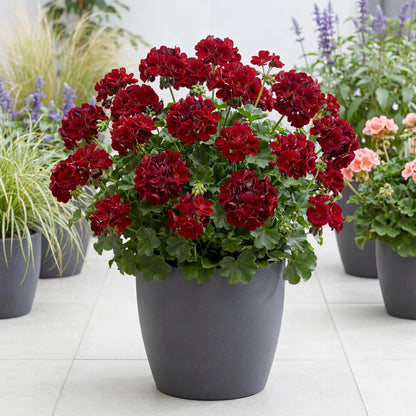 Great Balls of Fire Merlot Ivy Geranium