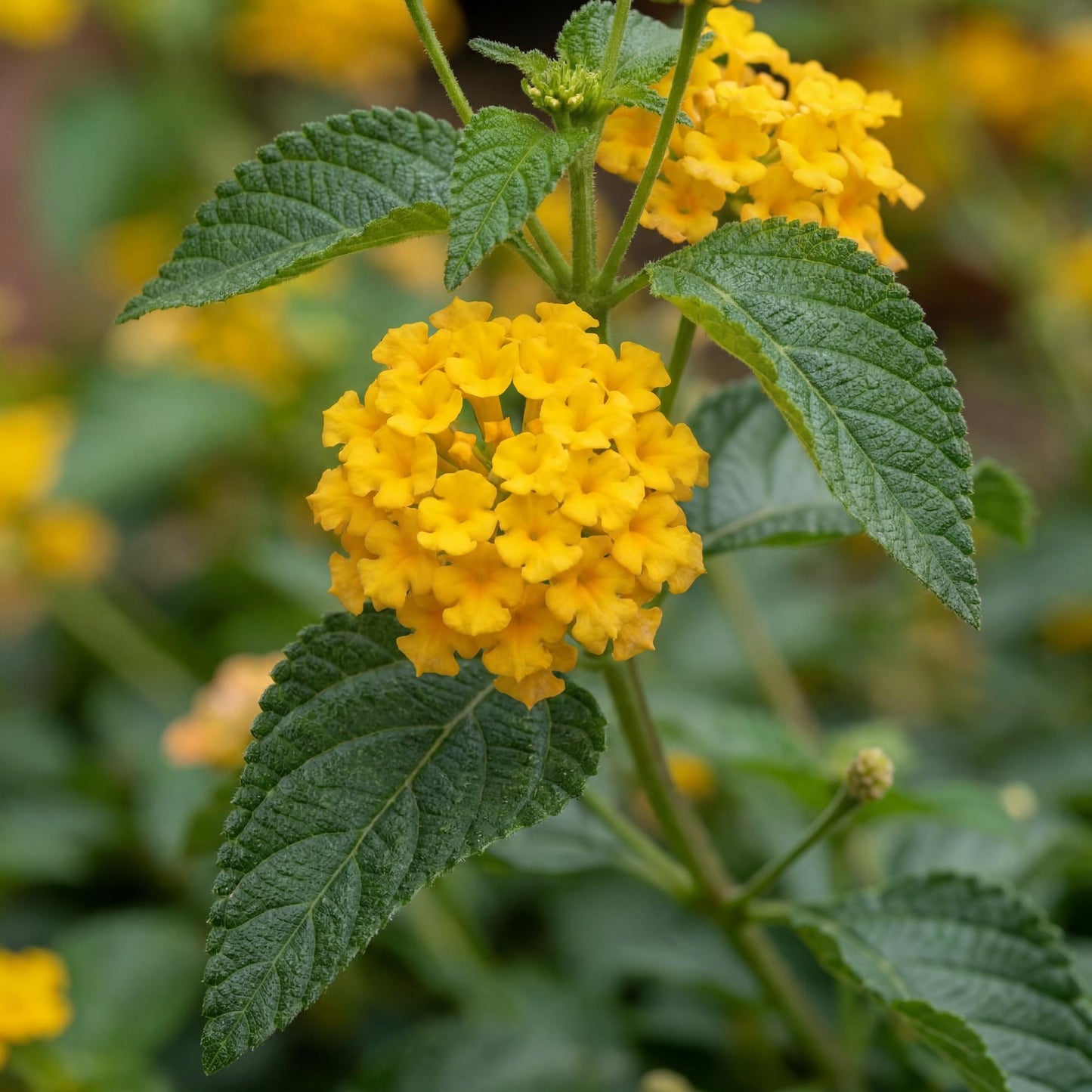 New Gold Trailing Lantana