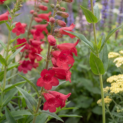 Red Riding Hood Penstemon