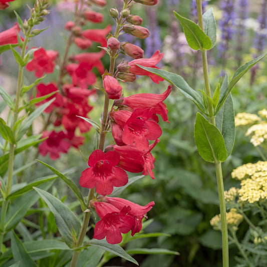 Red Riding Hood Penstemon