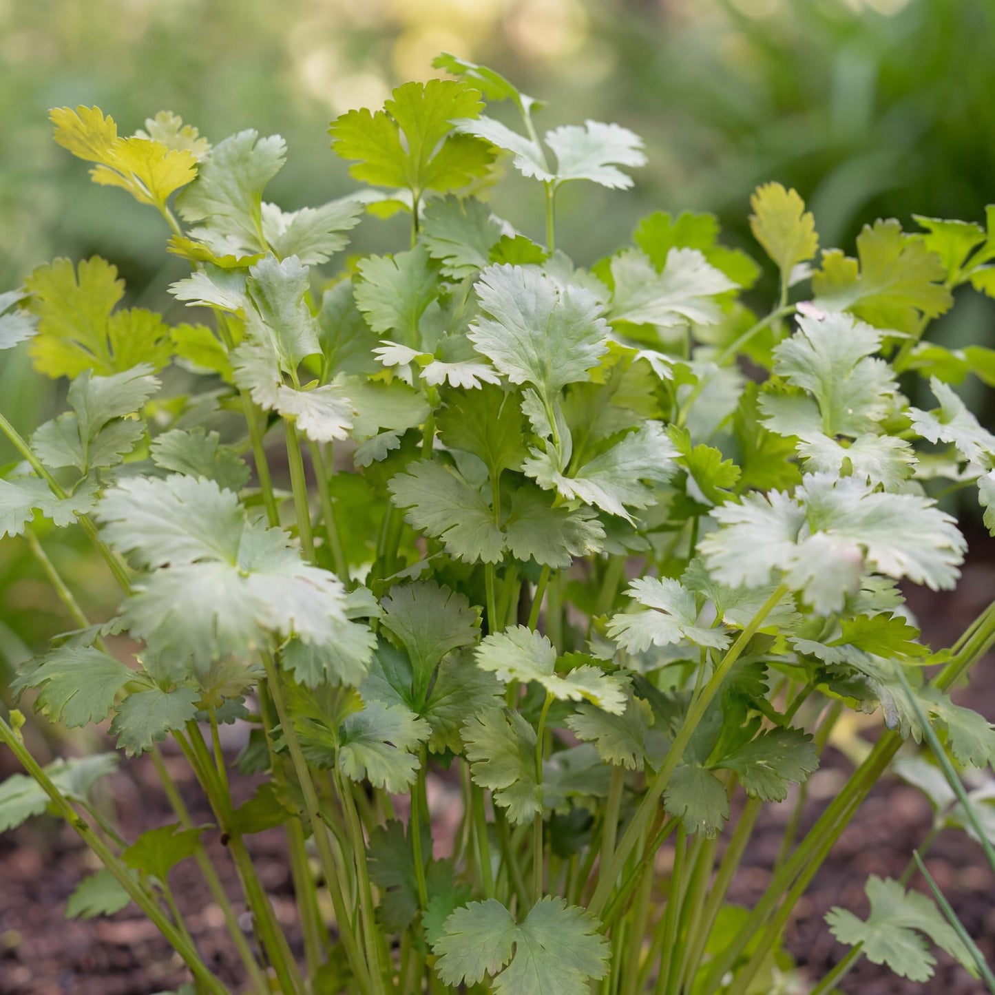 Calypso Cilantro 4"