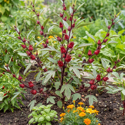 Roselle Hibiscus
