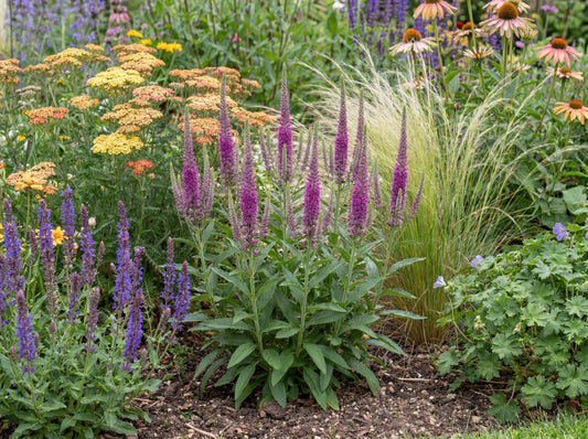 Purpleicious Veronica