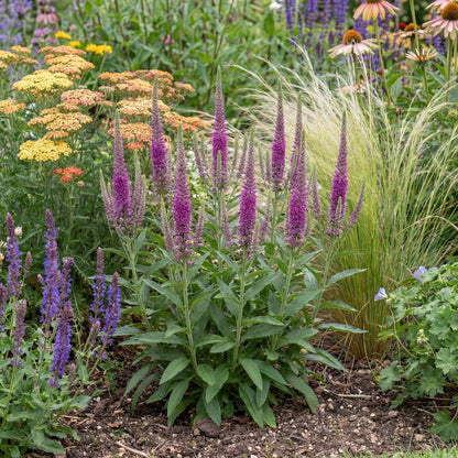Purpleicious Veronica
