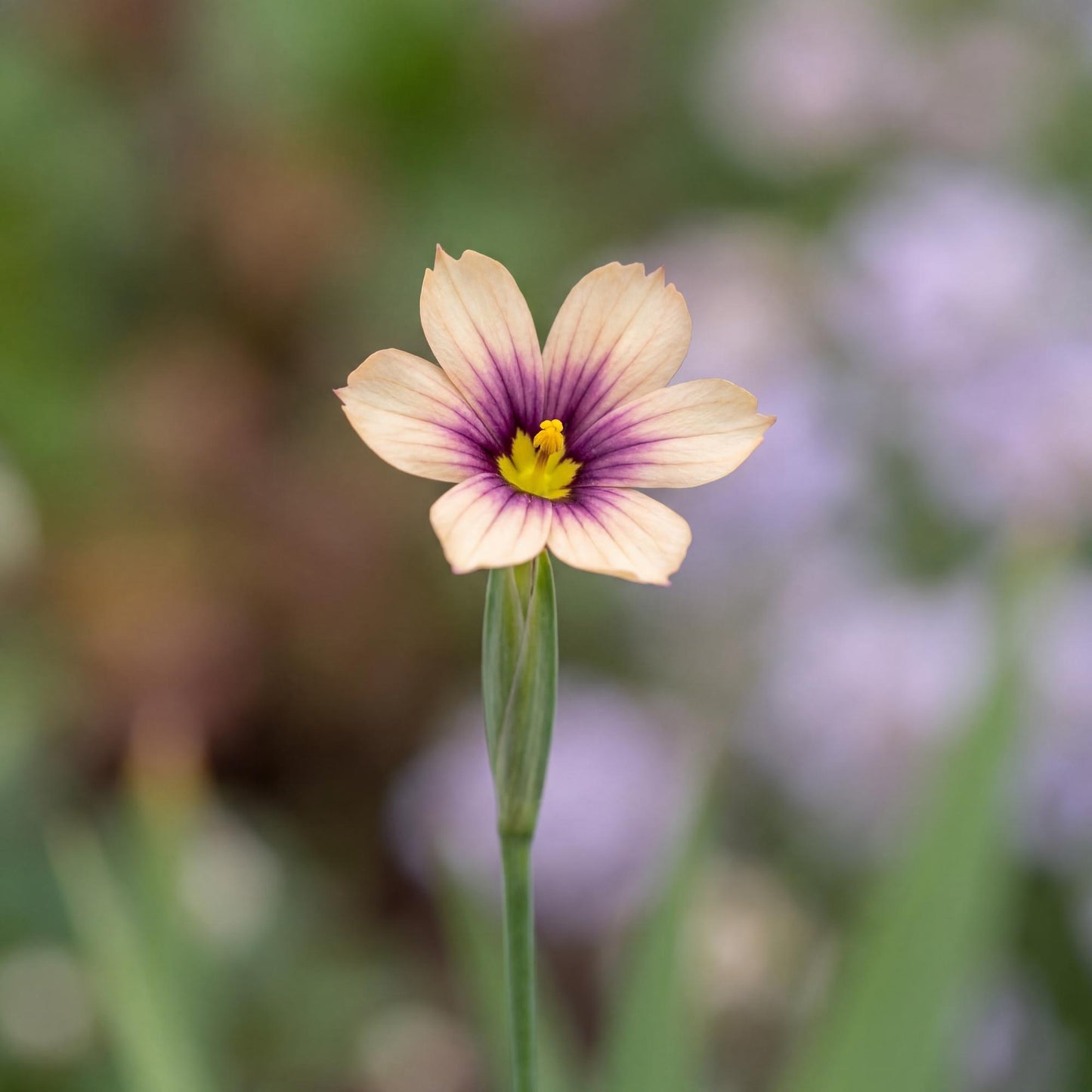 Quaint & Queer Blue-Eyed Grass