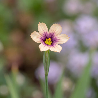 Quaint & Queer Blue-Eyed Grass