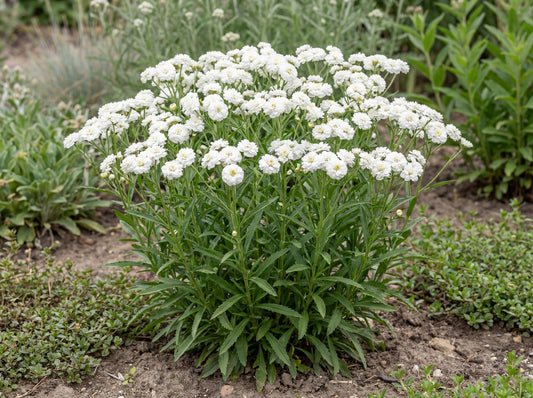 Peter Cottontail Sneezewort