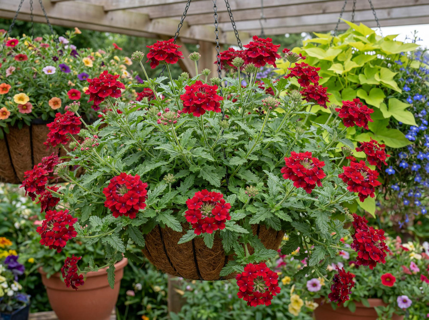 Red Empress Sun Verbena