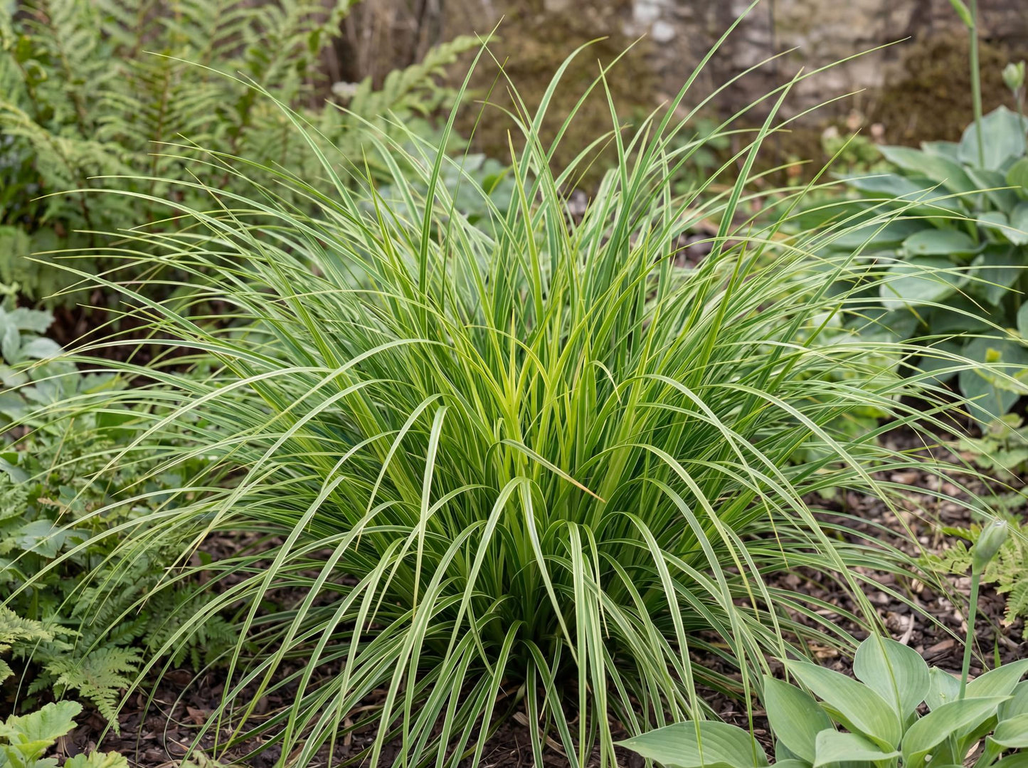 Everlime Carex Evercolor