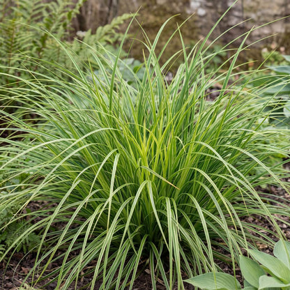 Everlime Carex Evercolor