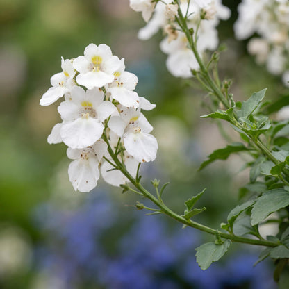 Breezee Plus White Diascia