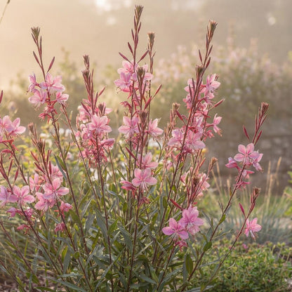 Siskiyou Pink Gaura