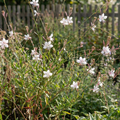 Whirling Butterflies Gaura