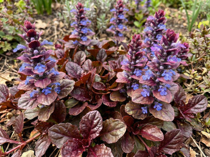 Mahogany Ajuga