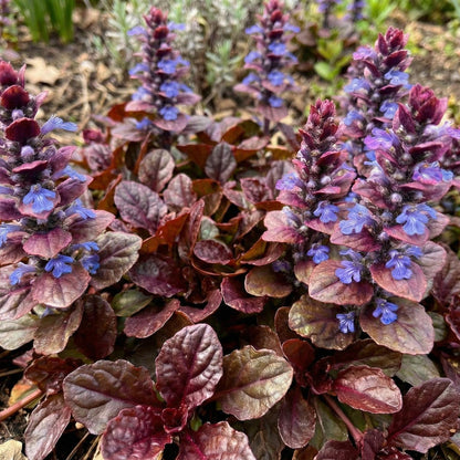 Mahogany Ajuga