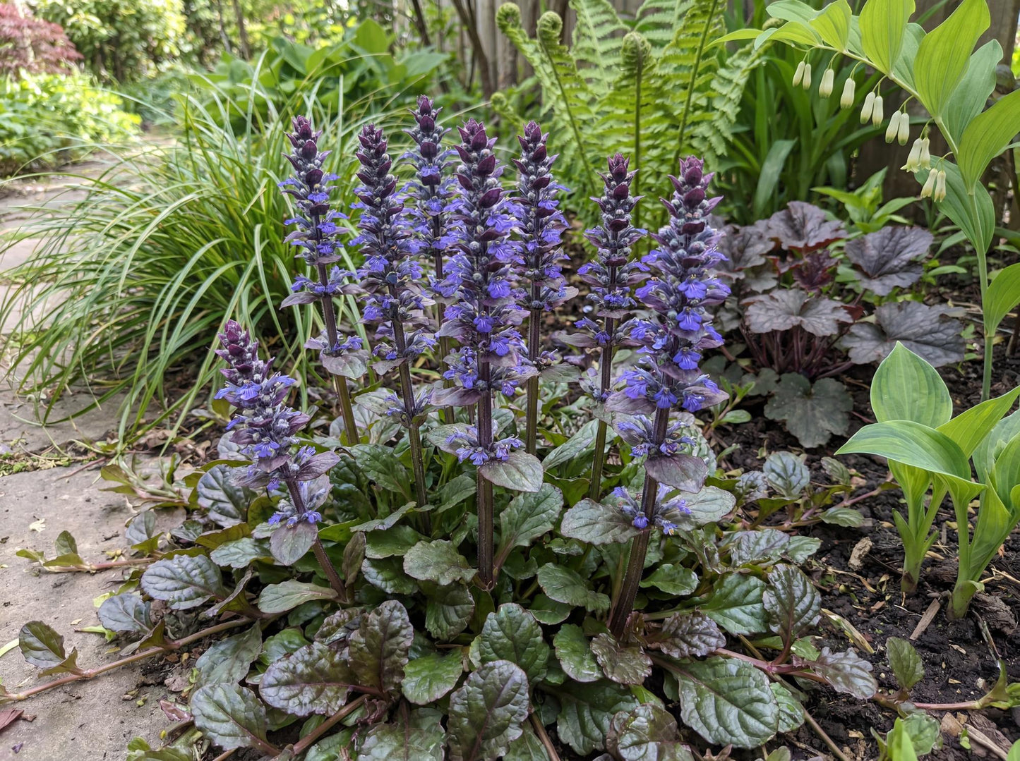 Bronze Beauty Bugleweed