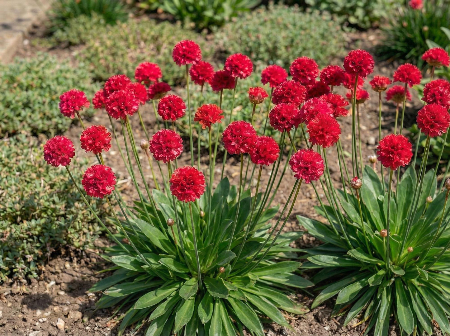 Ballerina Red Sea Thrift