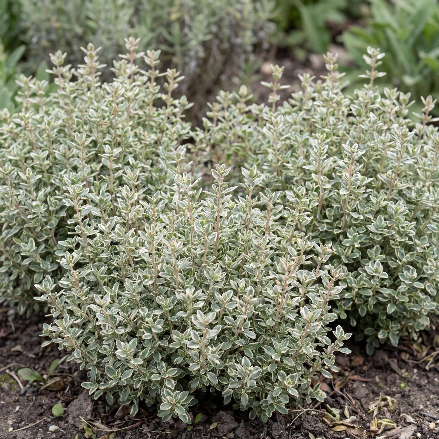 Silver Posie Variegated Thyme