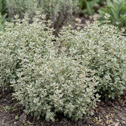 Silver Posie Variegated Thyme
