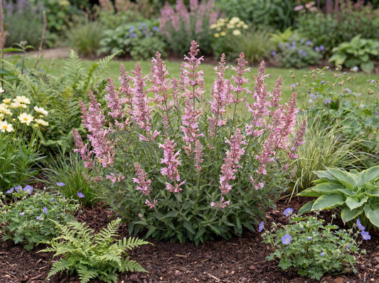 Sunny Sparks Pink Improved Agastache