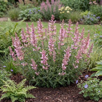 Sunny Sparks Pink Improved Agastache