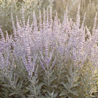 Little Spire Perovskia suits gravel gardens, sunny slopes, and path edges as a low airy filler