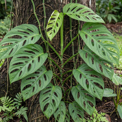 Monstera Adansonii
