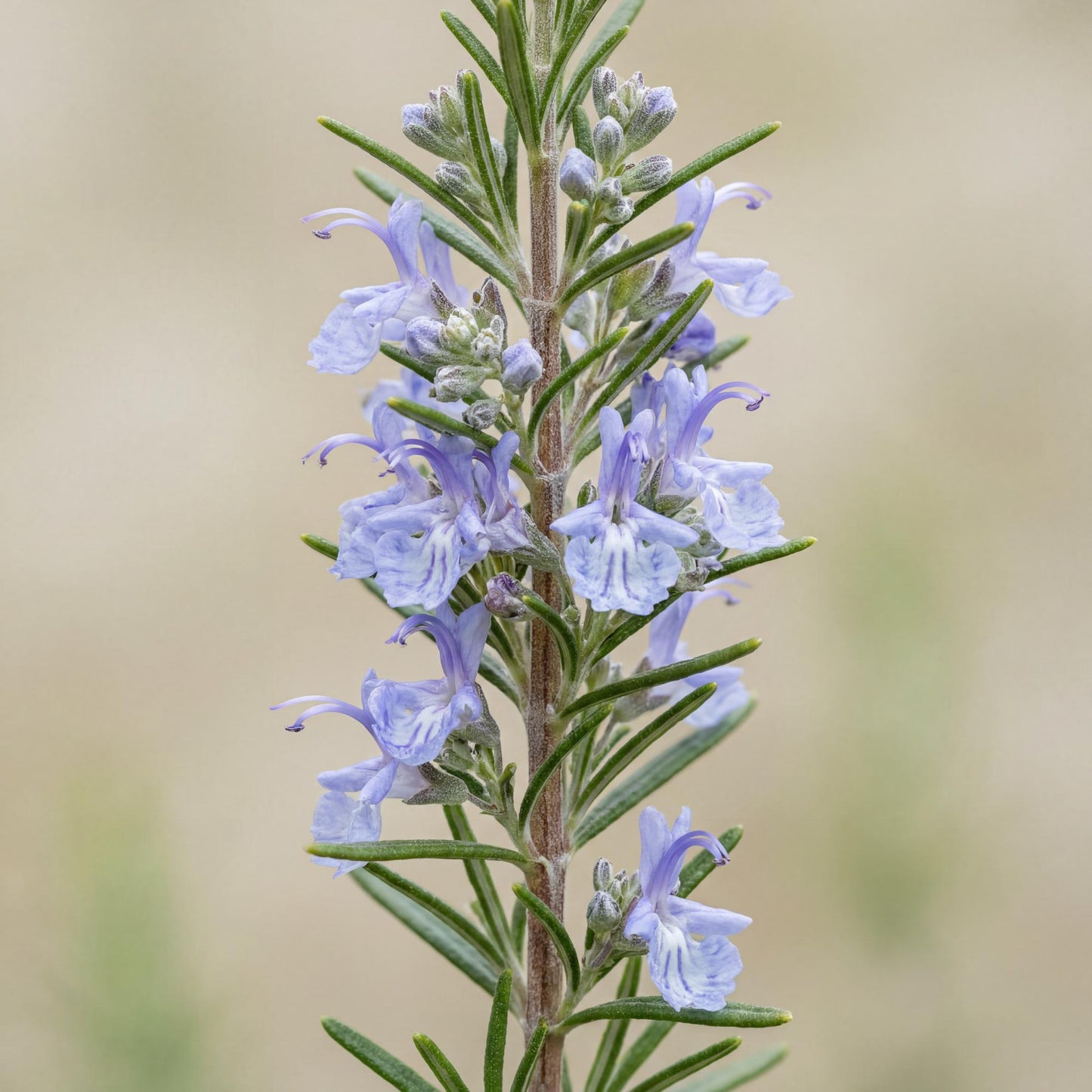 Barbecue Rosemary