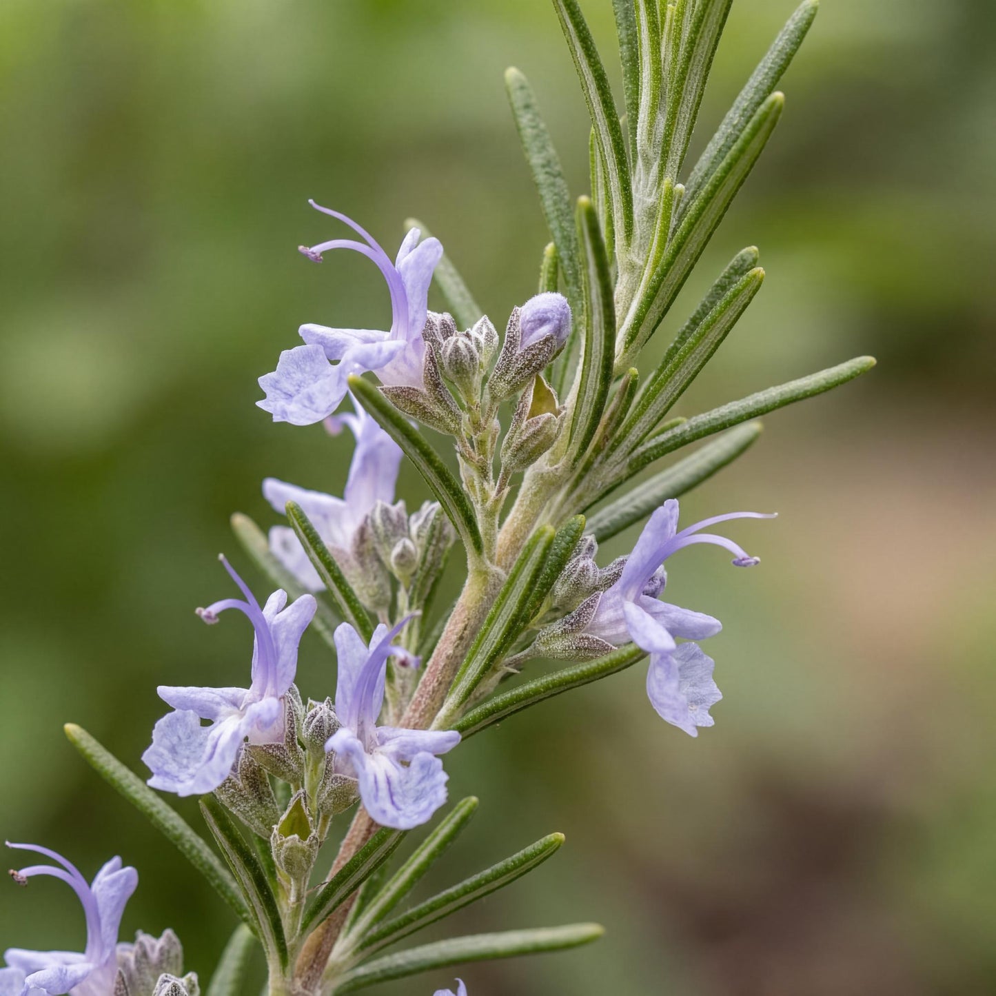 Haifa Trailing Rosemary