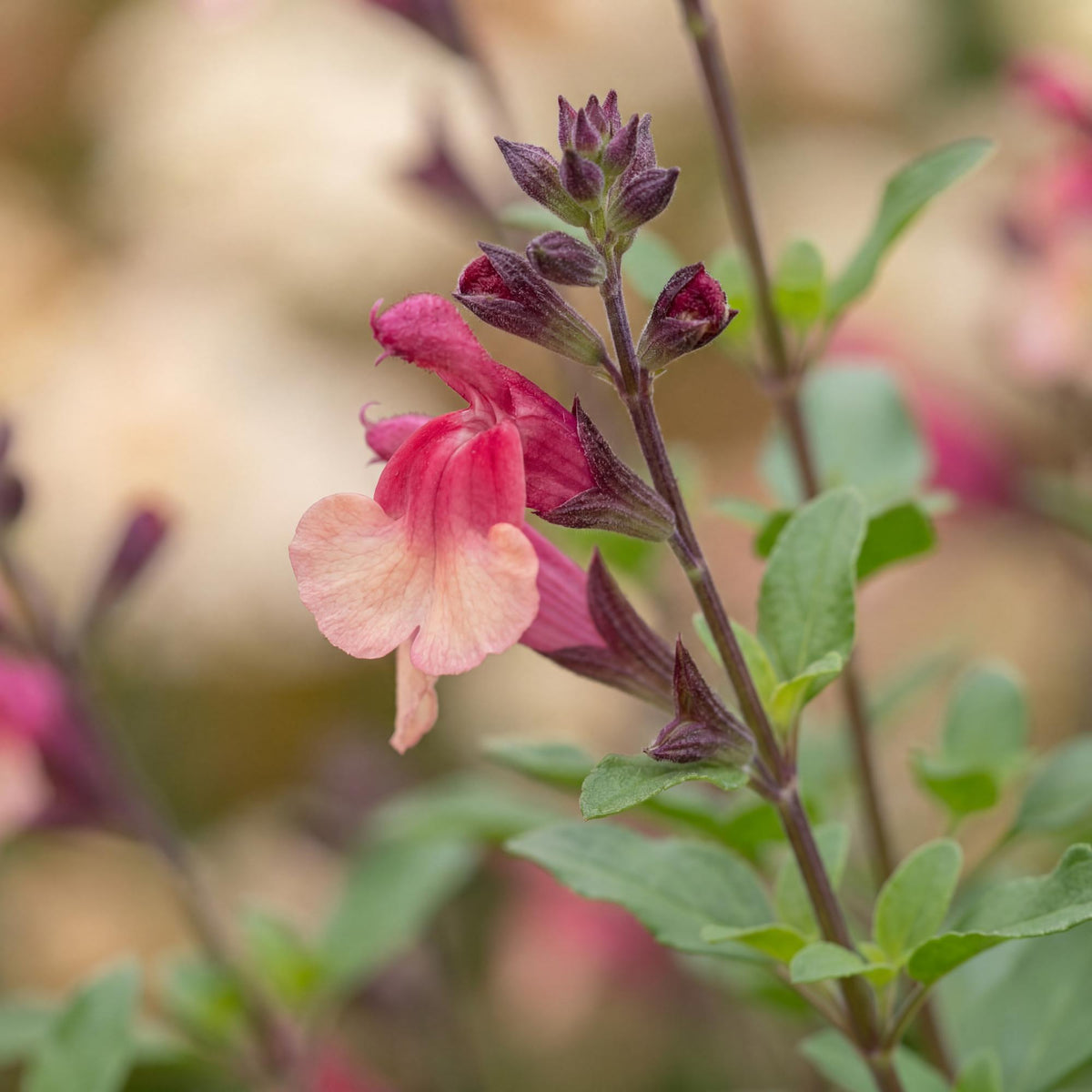 Ignition Sunrise VIBE Salvia