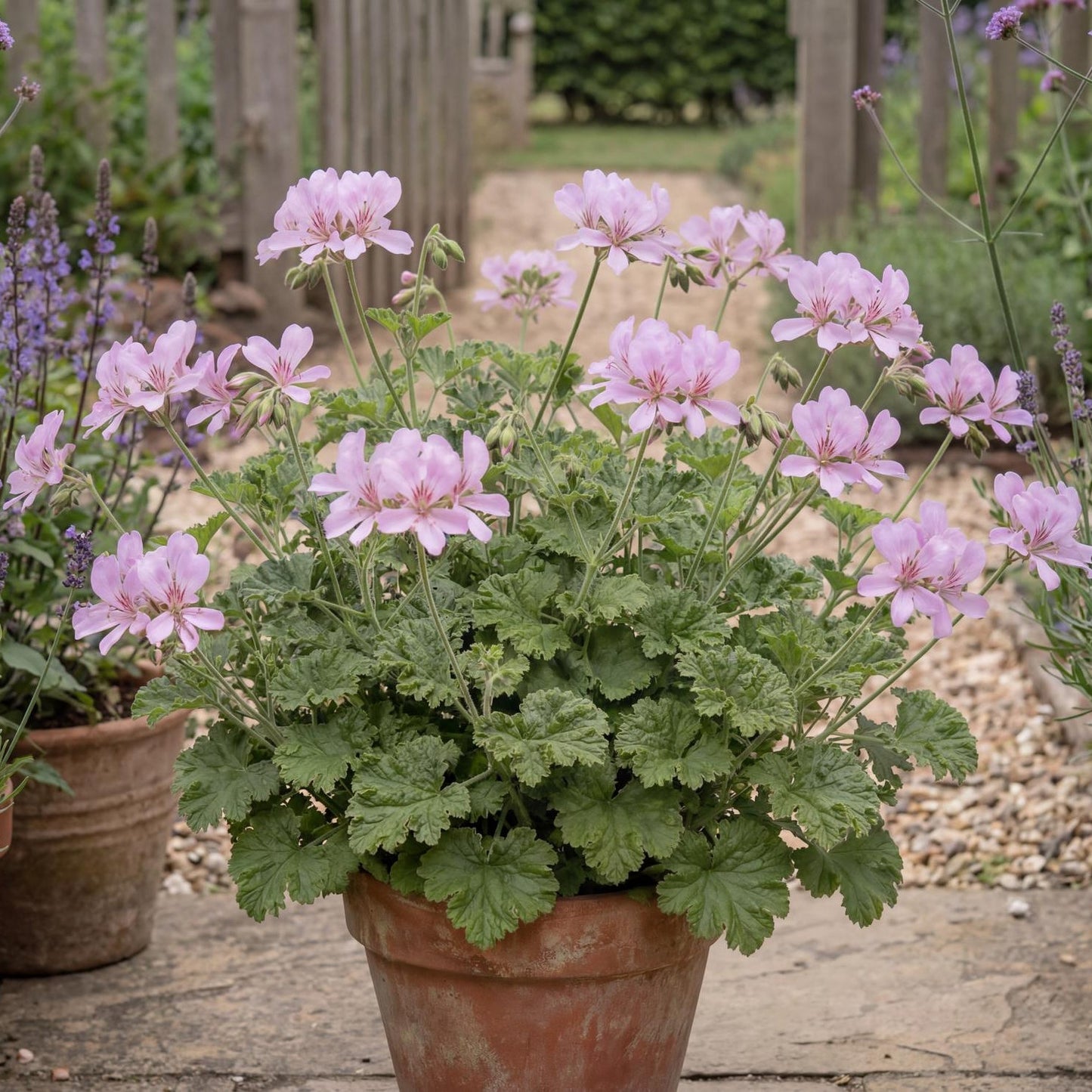 Attar of Rose Scented Geranium in a 4-inch pot, a compact mound of rose-scented leaves that bloom pink
