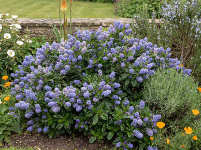 Carmel Creeper Ceanothus