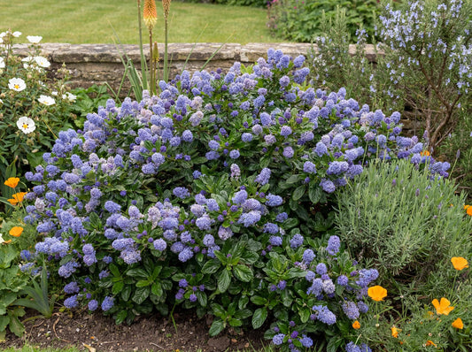 Carmel Creeper Ceanothus