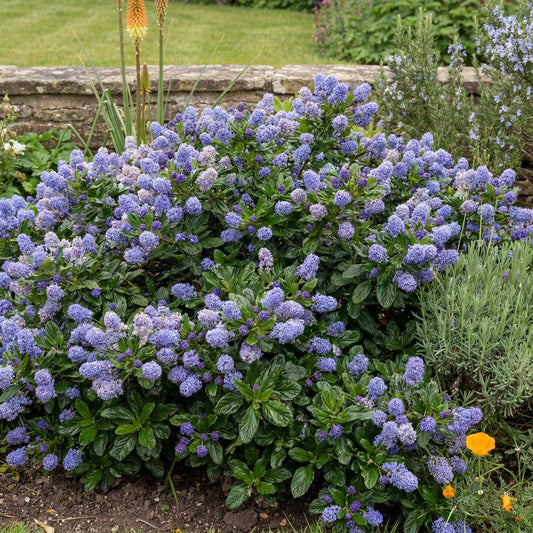 Carmel Creeper Ceanothus