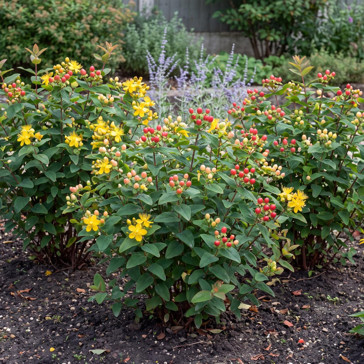 Red St. John's Wort in a 4-inch pot, yellow flowers that ripen into glossy red berries on reddish stems