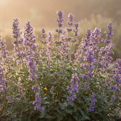Walker's Low Catmint
