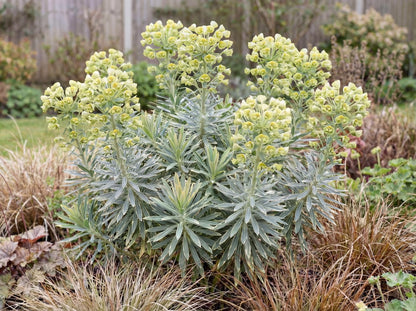 Glacier Blue Spurge