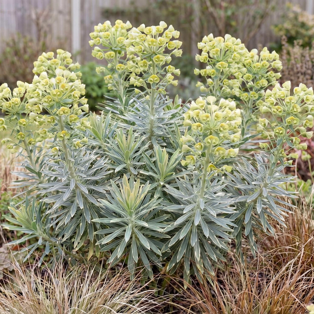 Glacier Blue Spurge