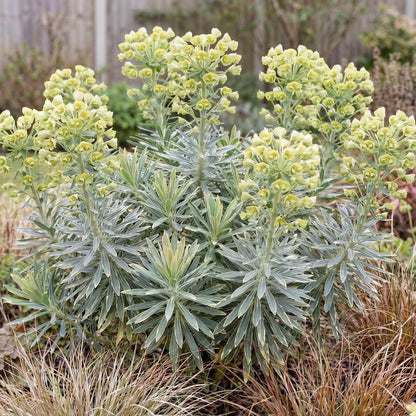 Glacier Blue Spurge